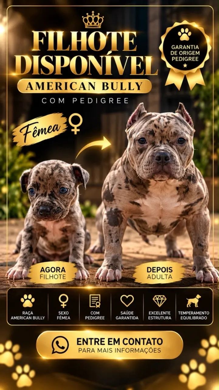  American Bully
