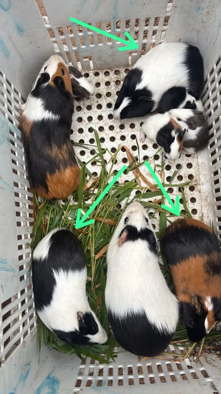 Porquinho da índia 9meses