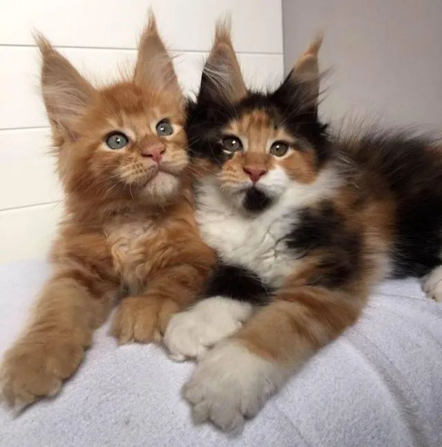 Filhotes Maine Coon  - Foto 2