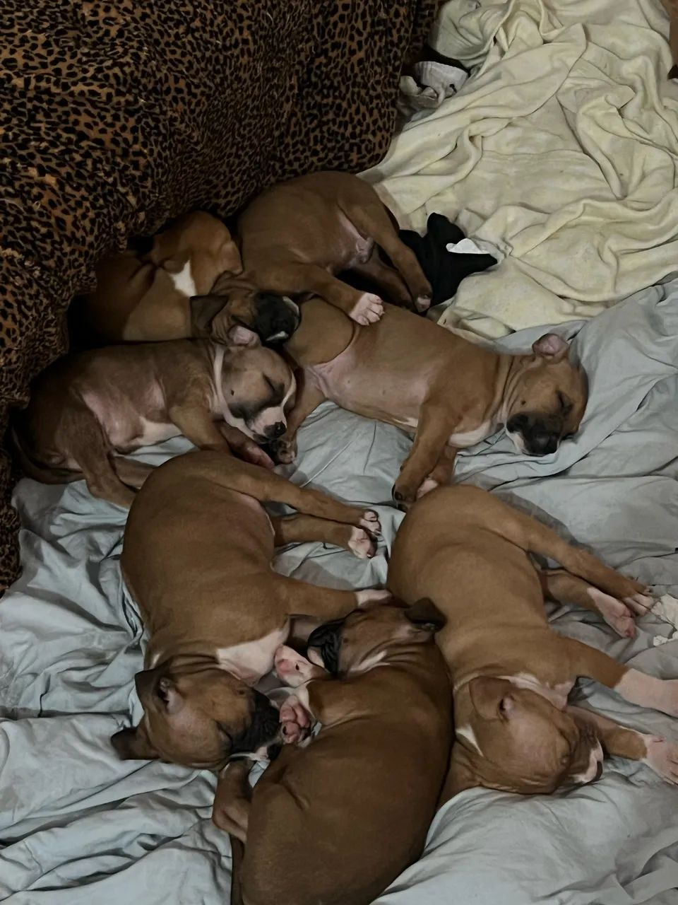 Filhotes de Pitbull 