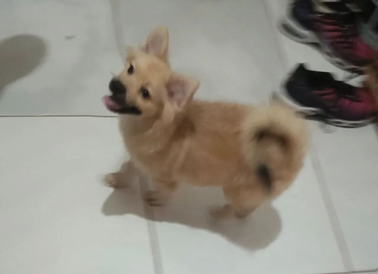 Spitz alemão  - Foto 2