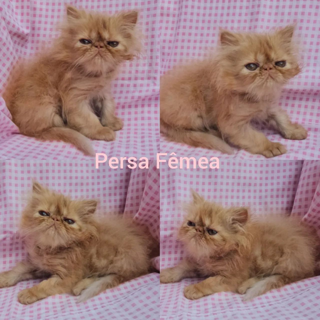 Persas, Exóticos e Himalaios Filhotes - Gatil BSB Cat  - Foto 5