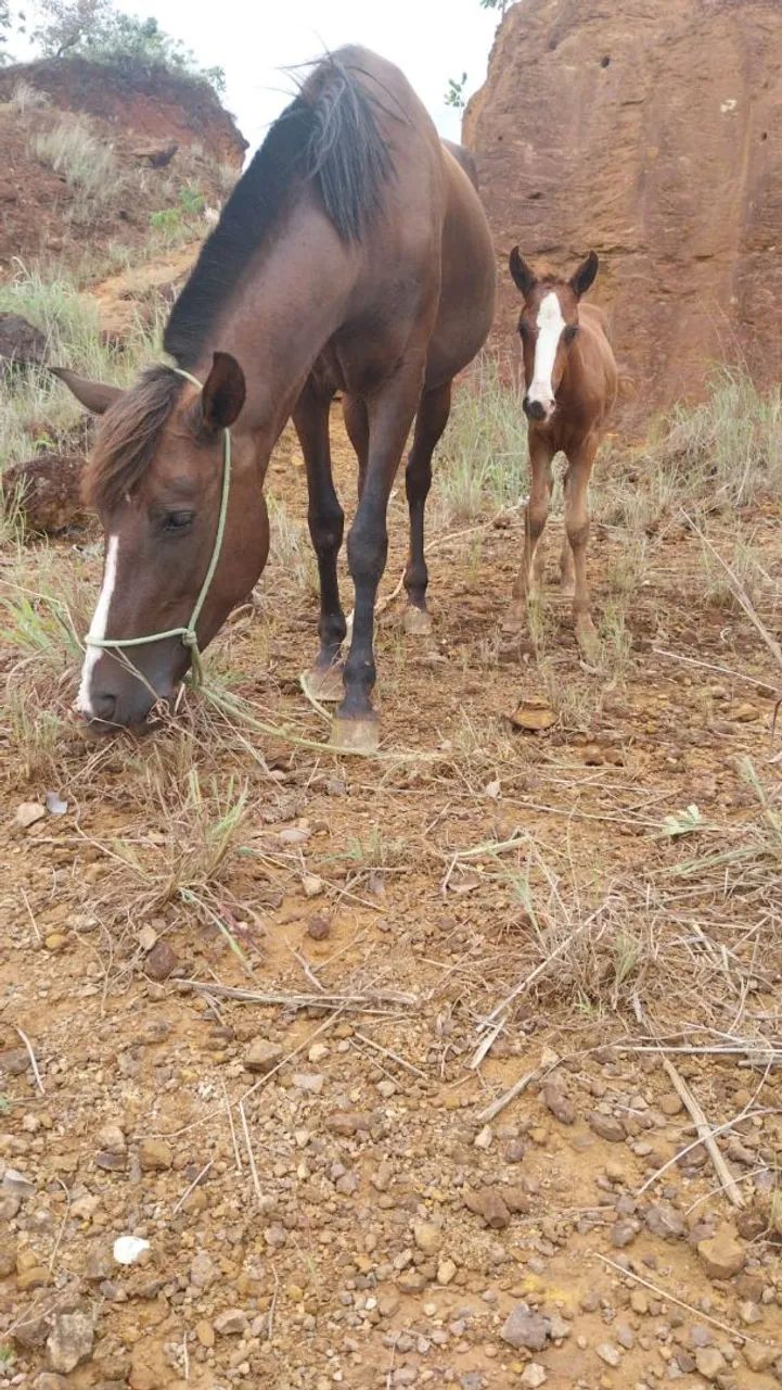 Egua com a polda pra venda ou pego ganbira também. 