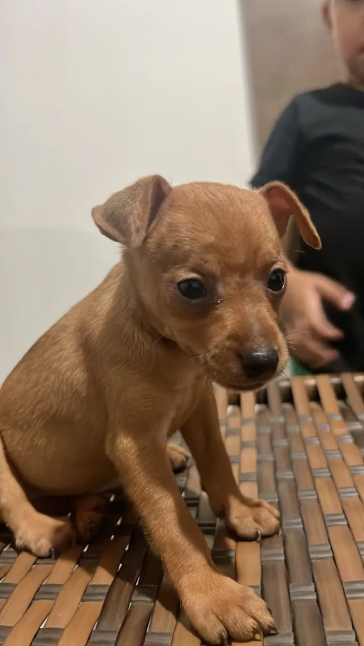 Pinscher macho  - Foto 2