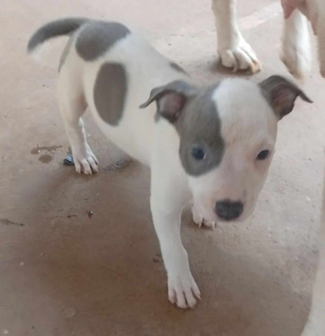 Filhote de Pit Bull American Staffordshire puro - Foto 4