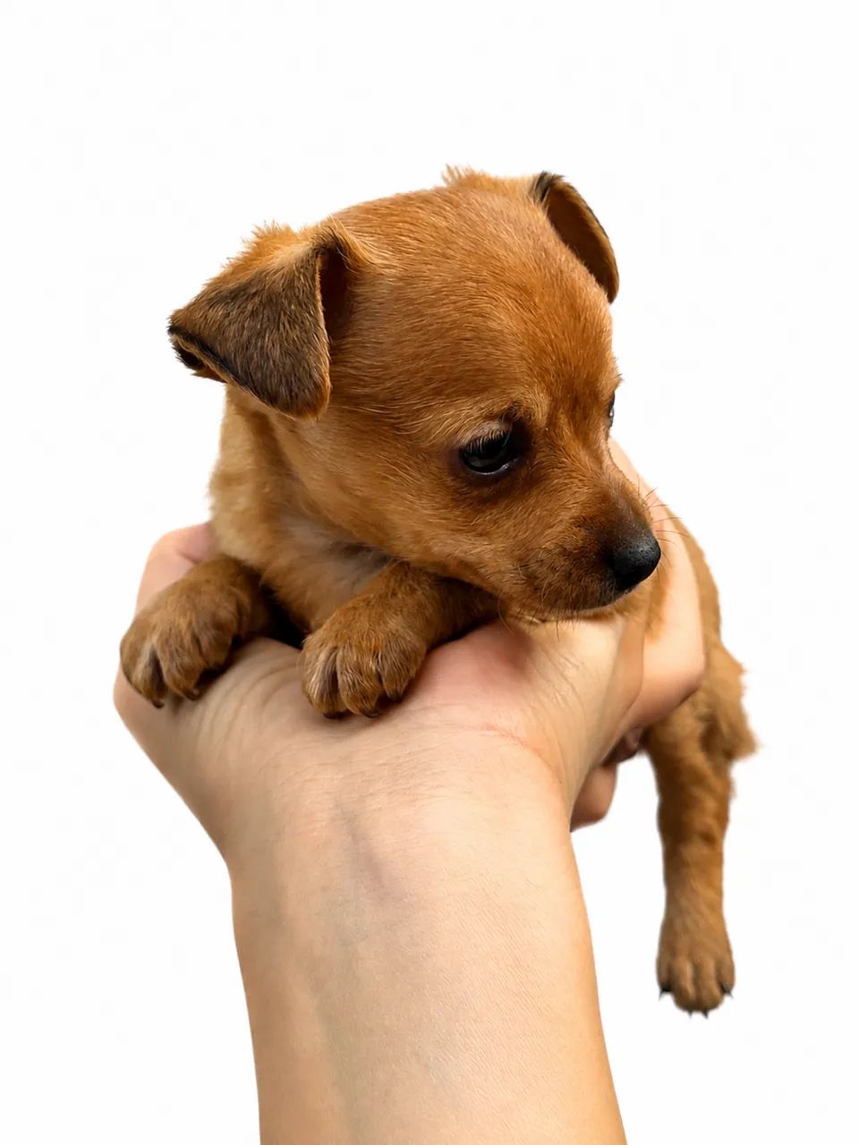 Pinscher macho zero  