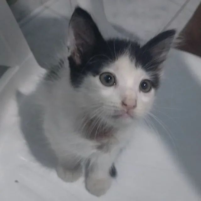 Gata Fêmea para adoção - Foto 4