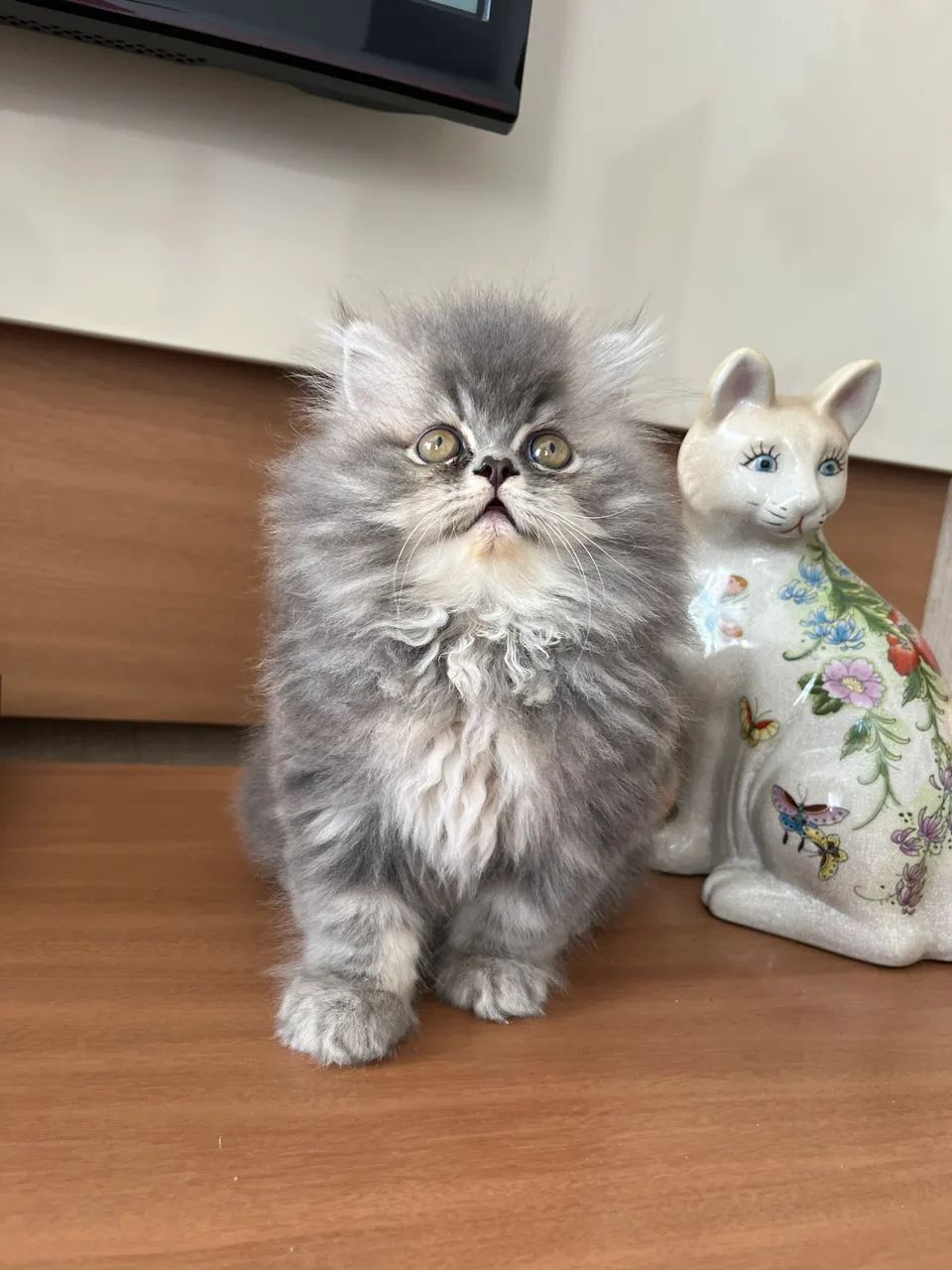 Gato Persa - Foto 2