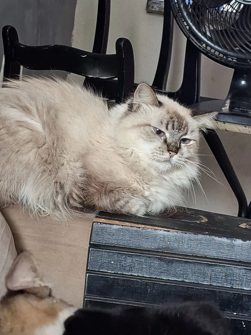 Gatas pra doação  - Foto 2