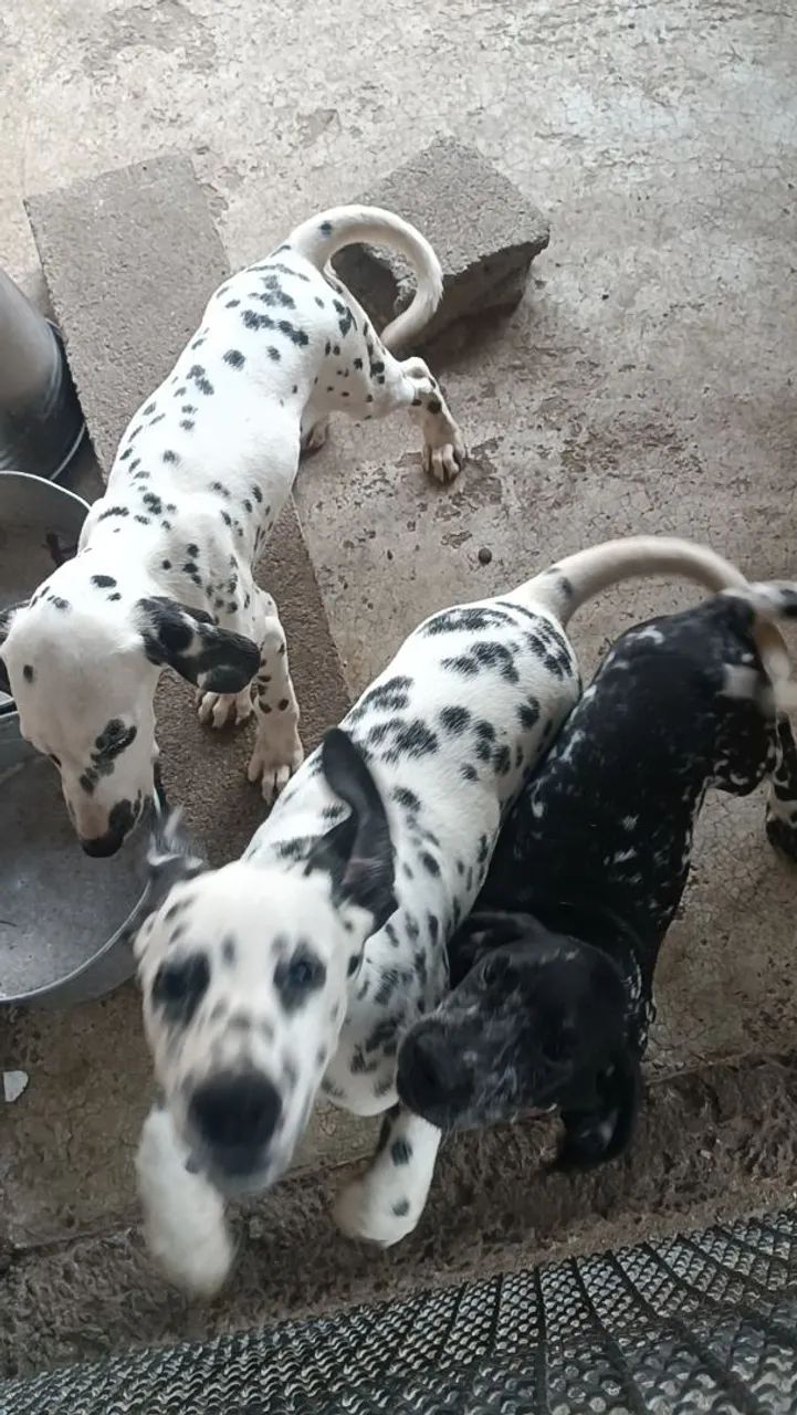 Filhotes de Dalmata - Foto 3