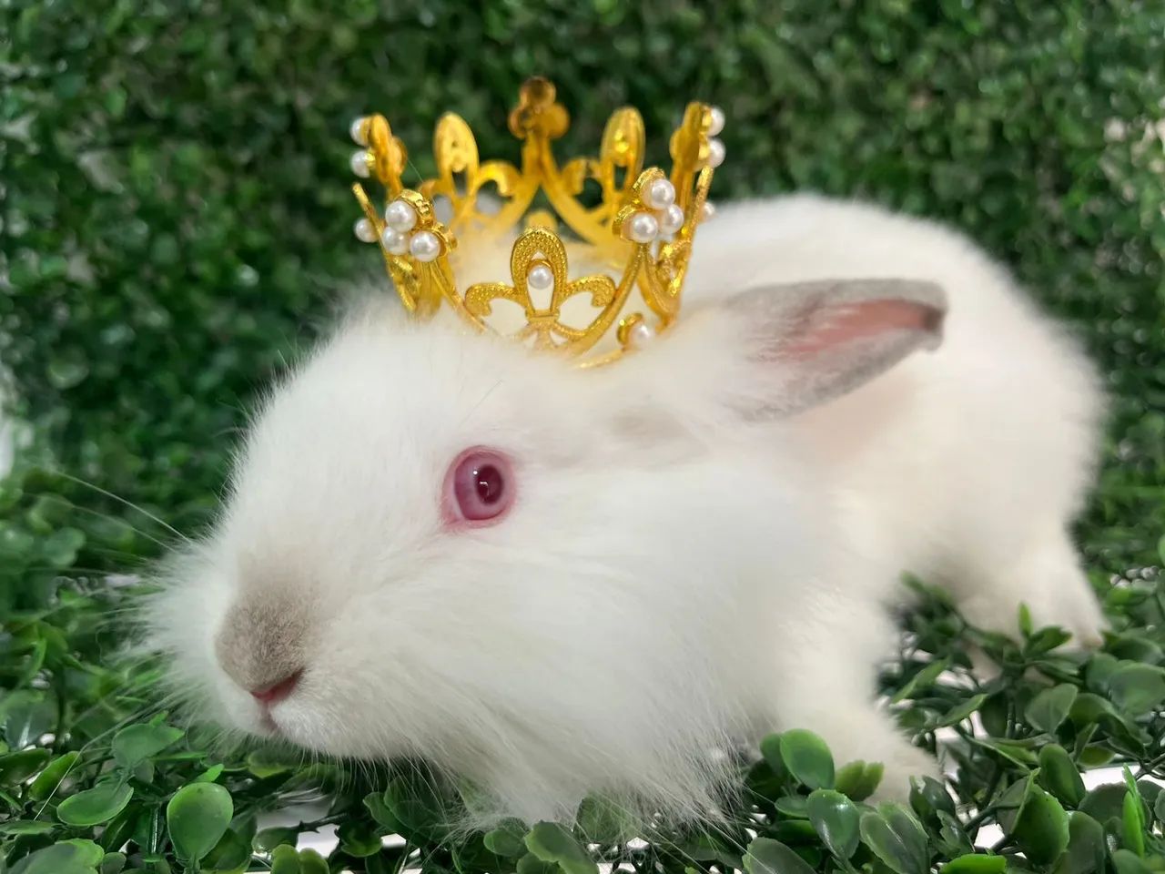 Coelho filhote Mini Lion