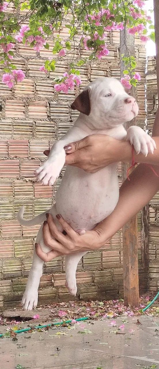 Pit Monsters disponível 