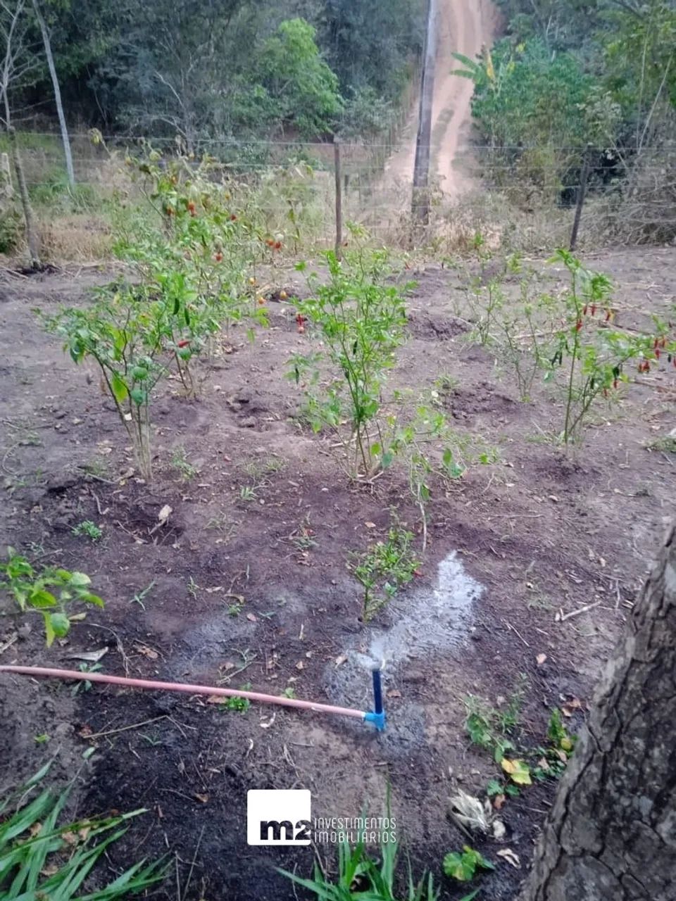 Chácara em Bonfinópolis com 2 quartos - Foto 5