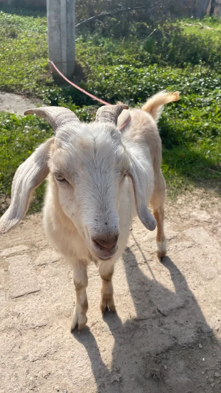 Cabrito