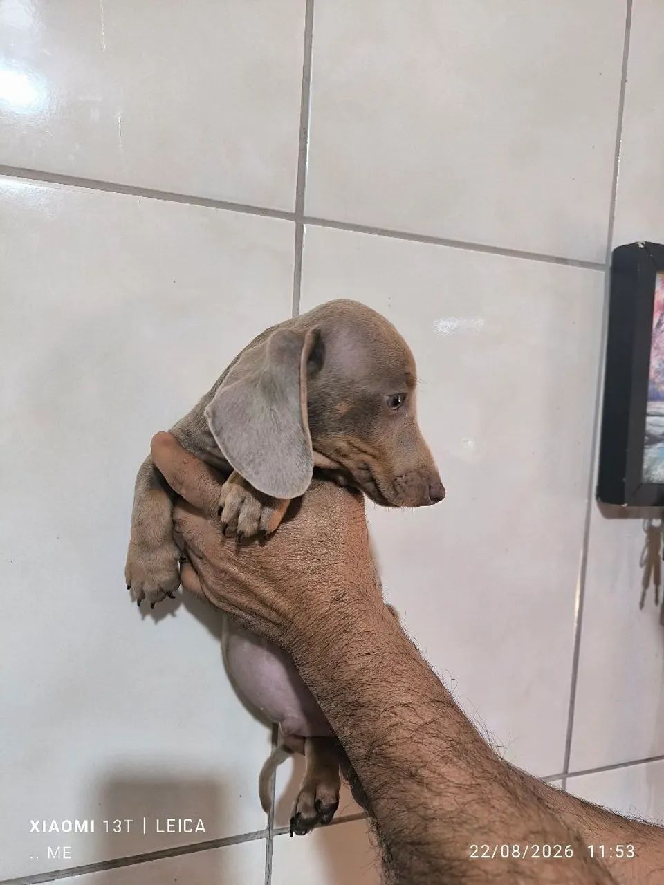 Cofap , salsicha , teckel ( macho promoção )  - Foto 2