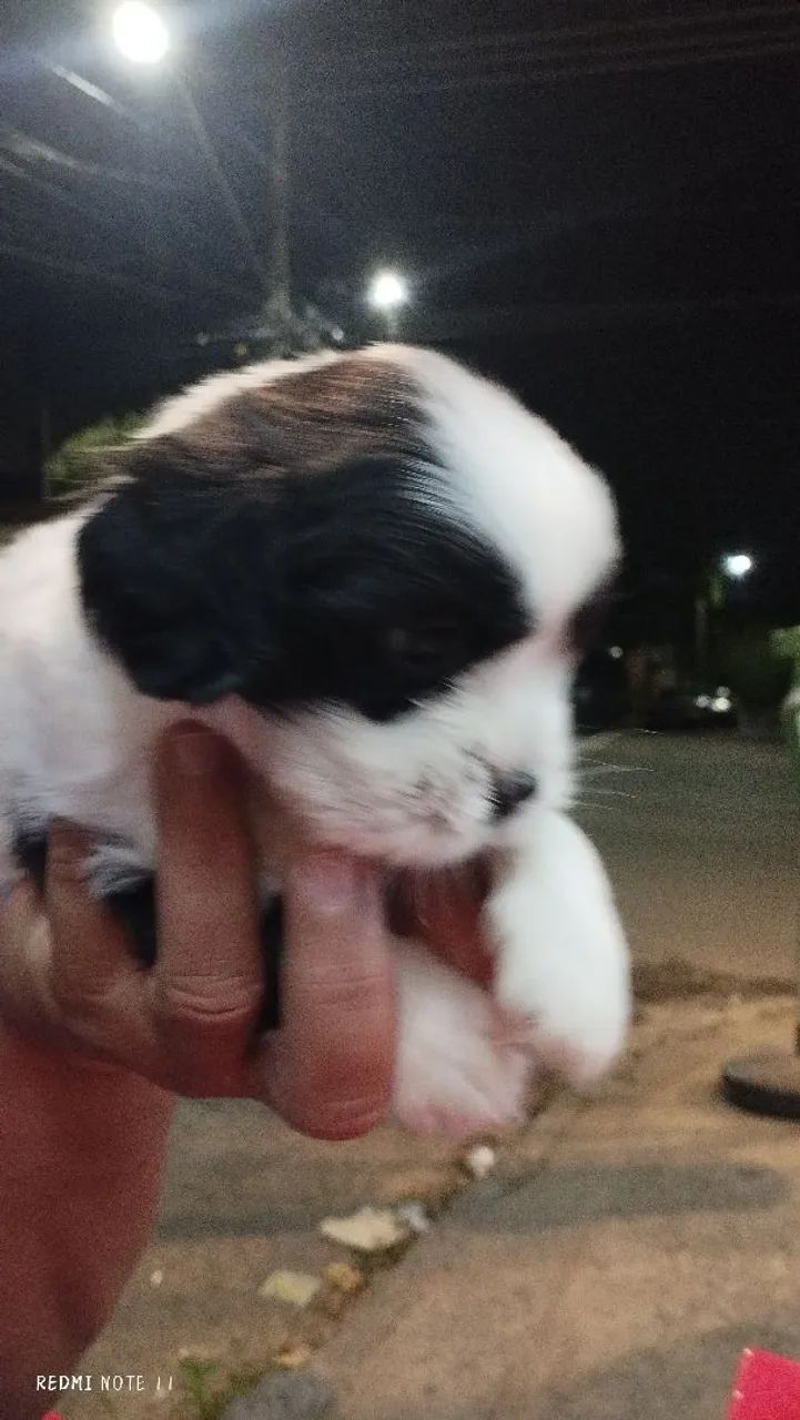 Filhote de Shitzu macho  - Foto 3