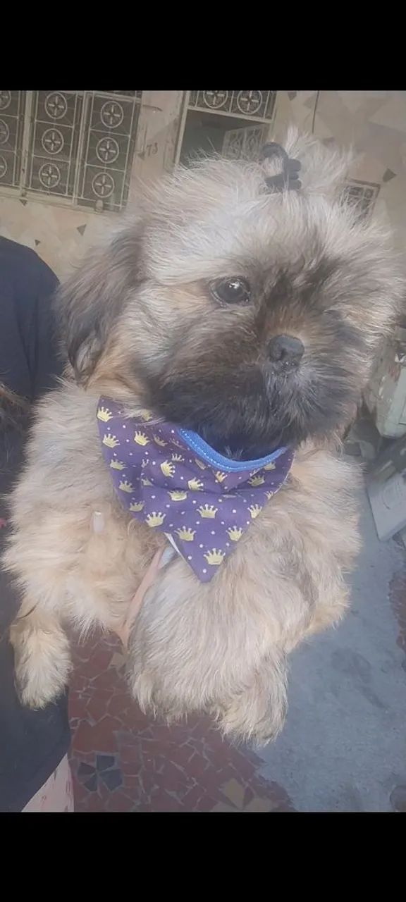 Shih Tzu macho  - Foto 4