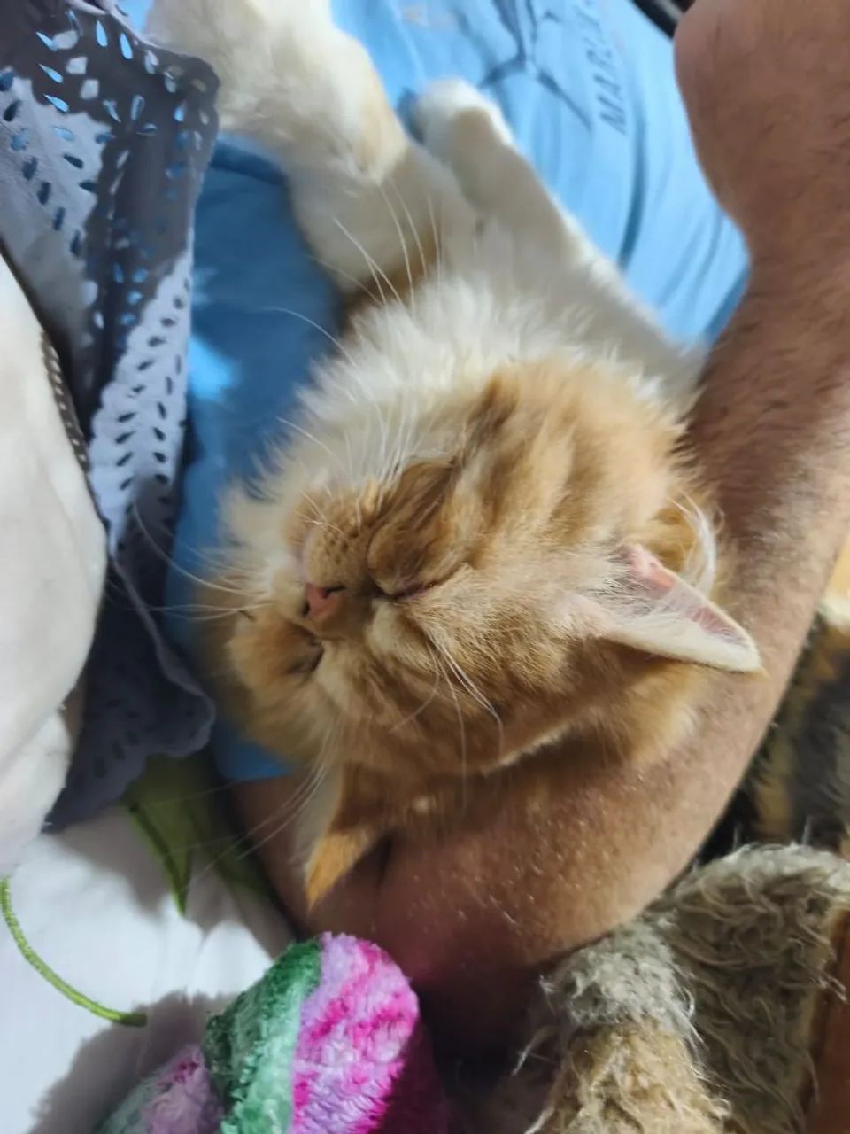 Gatinho persa macho - Foto 3
