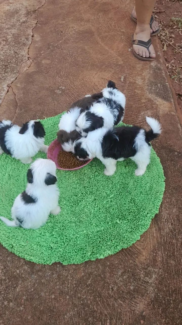 Cachorro Shitzu  - Foto 5