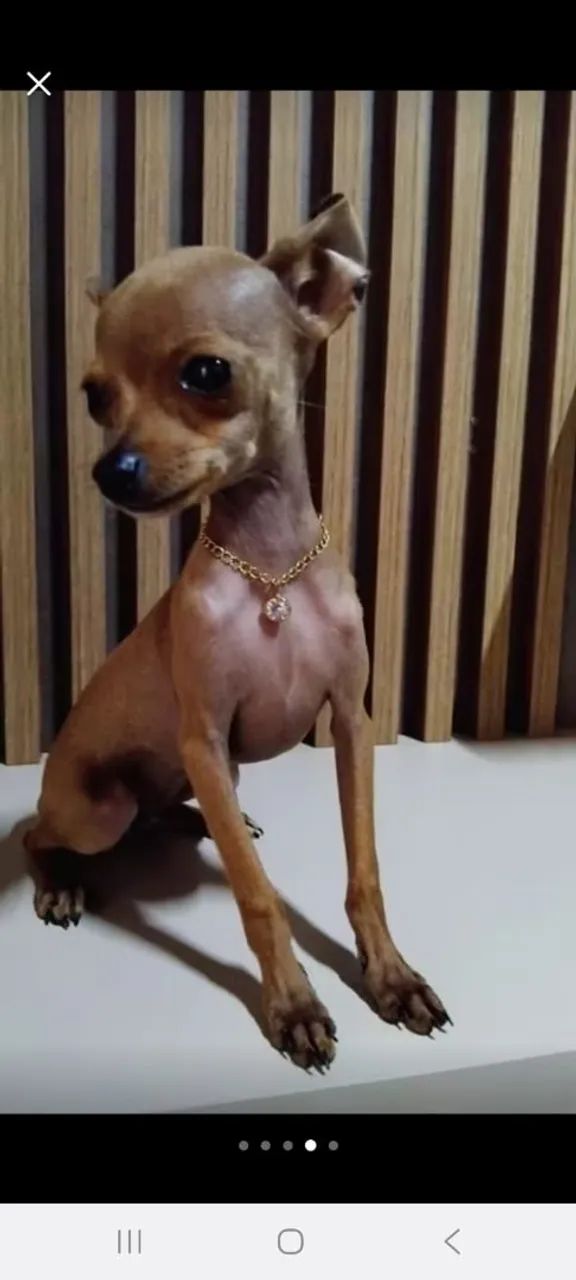 Pinscher micro  - Foto 2