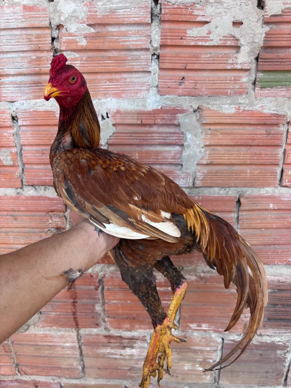 Frango indiano - Foto 2