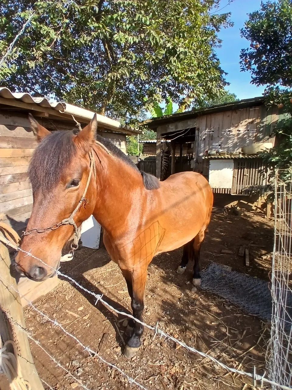 Cavalo - Foto 3