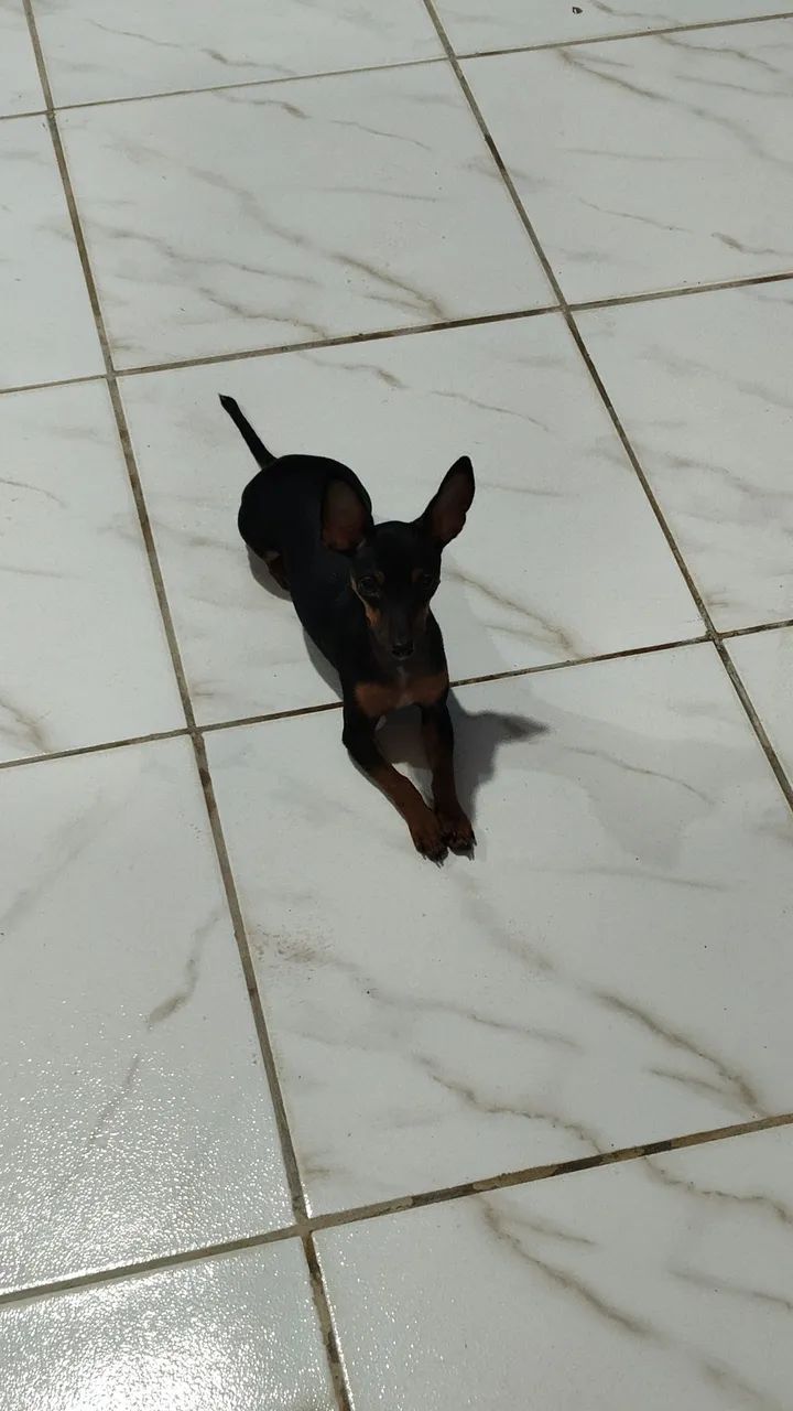 Pinscher  - Foto 2
