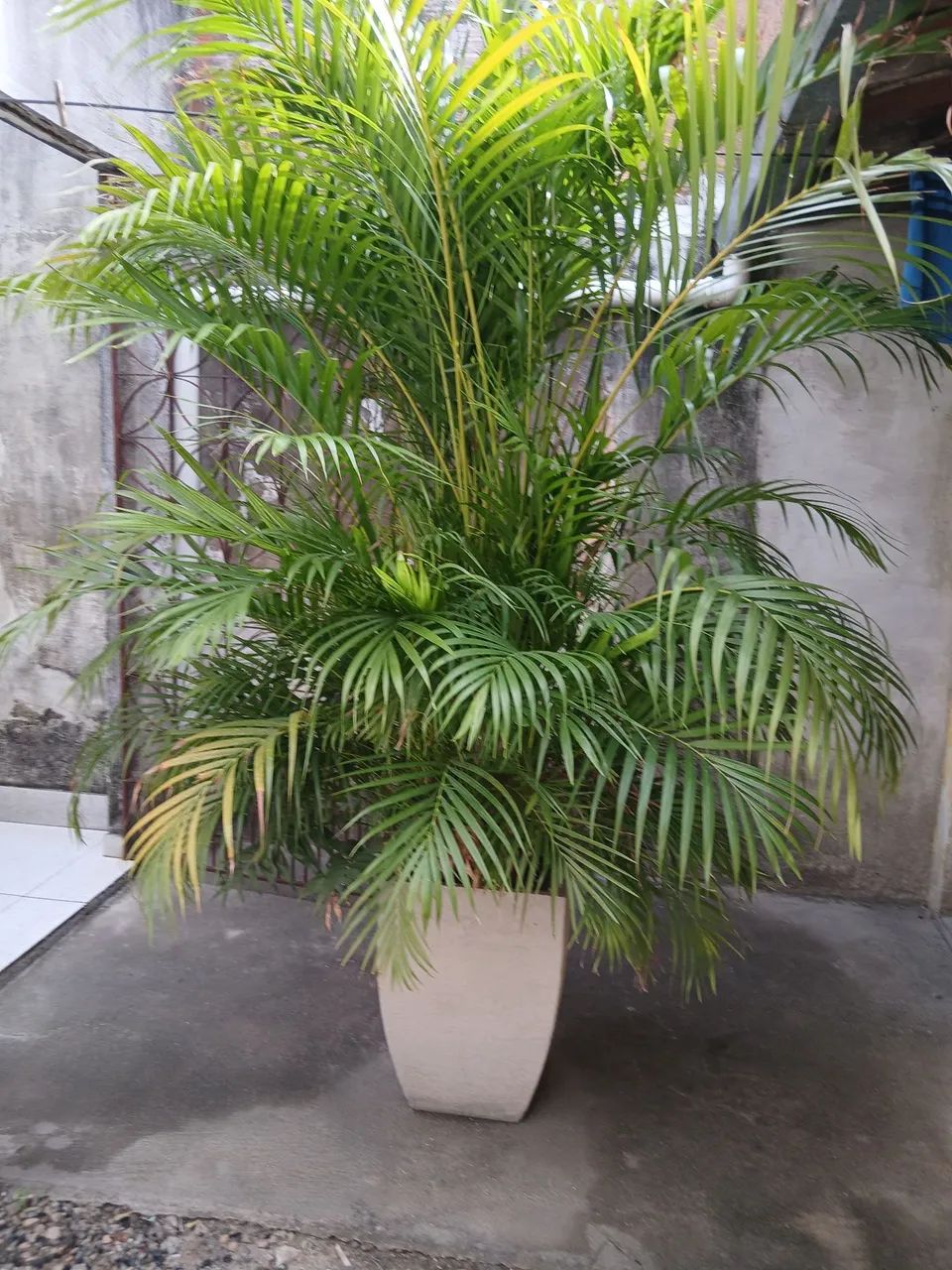 Palmeira