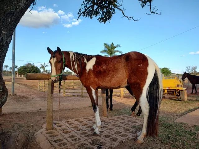 Cavalo pampa porte médio - Foto 2