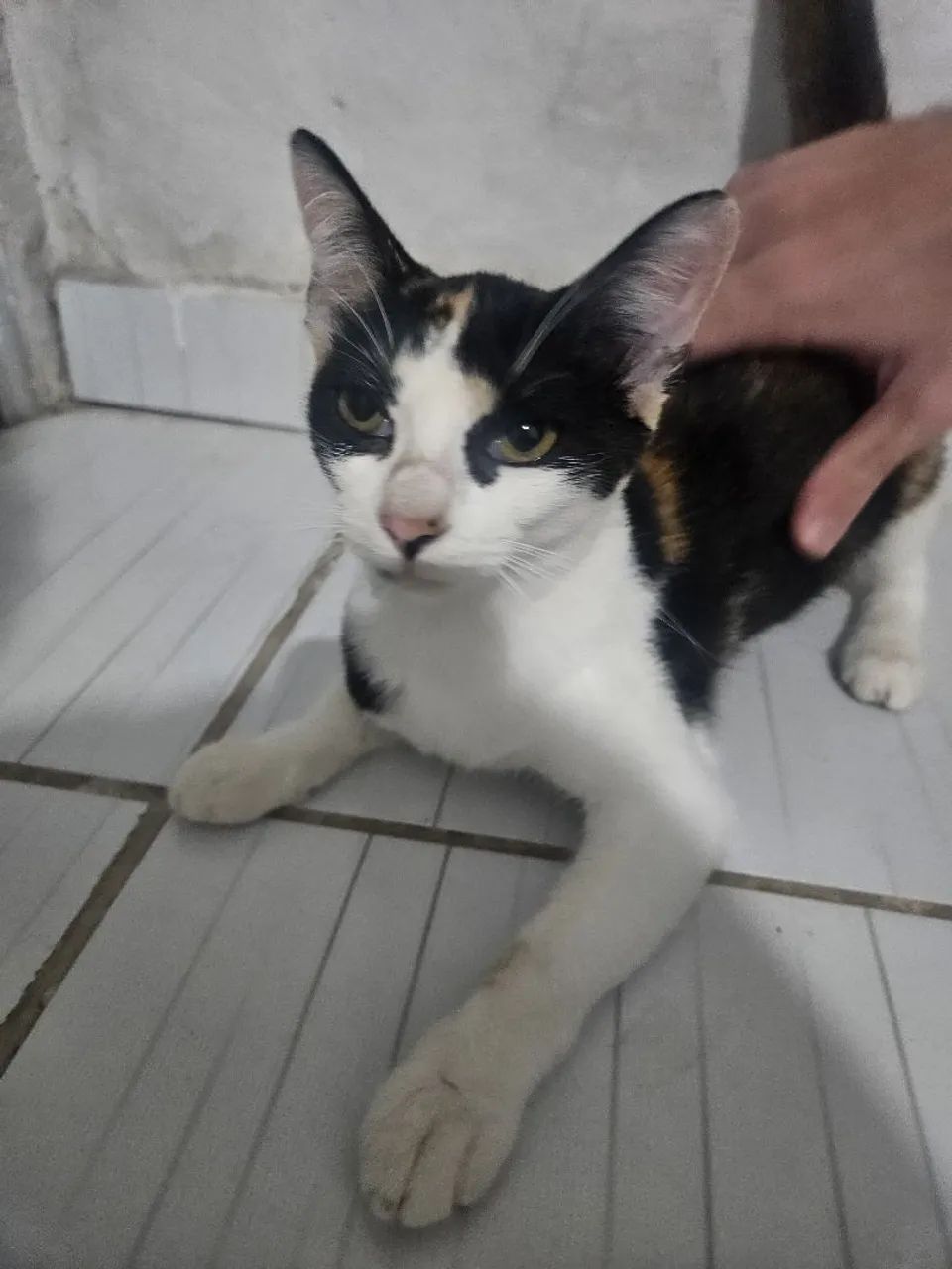 Gatinha tricolor para adoção  - Foto 4