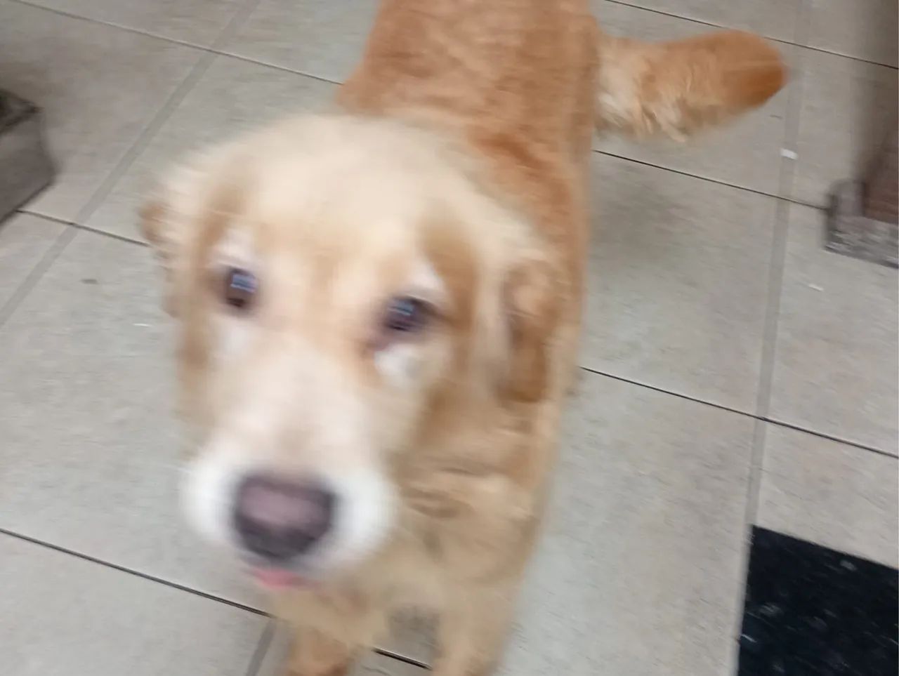 Doação de cães  - Foto 2