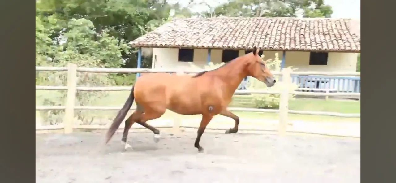 Égua mangalarga machador  - Foto 4