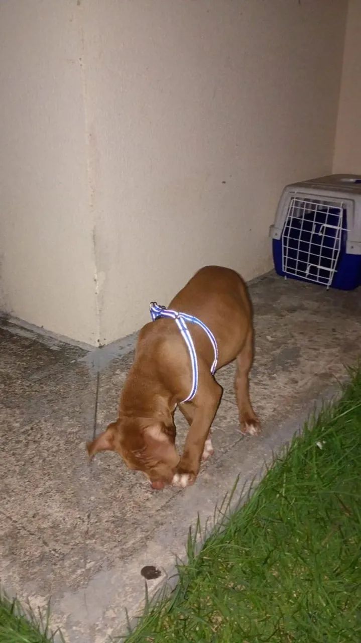 Vende se pit Bull  - Foto 2