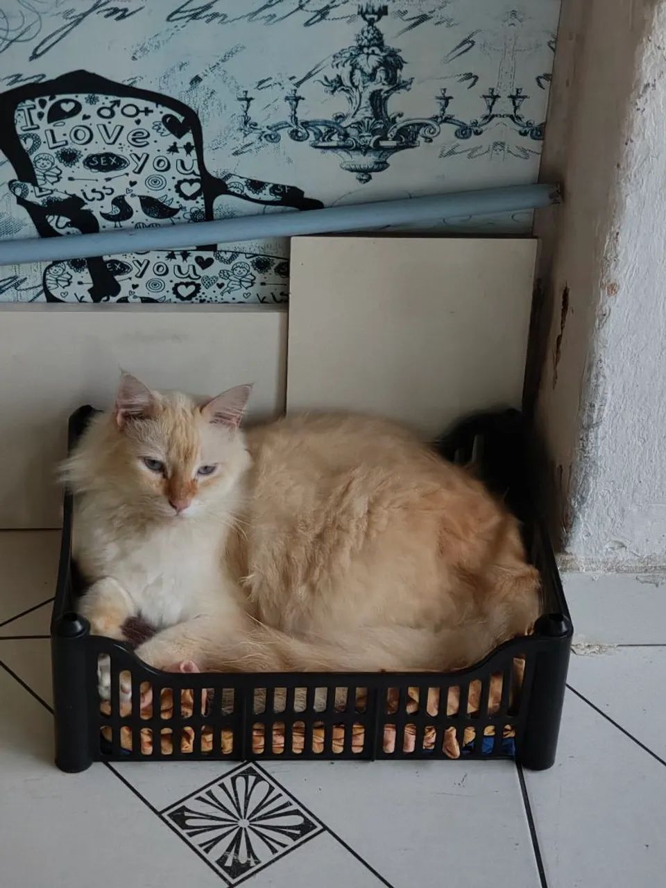 Gatinho para doação  - Foto 2