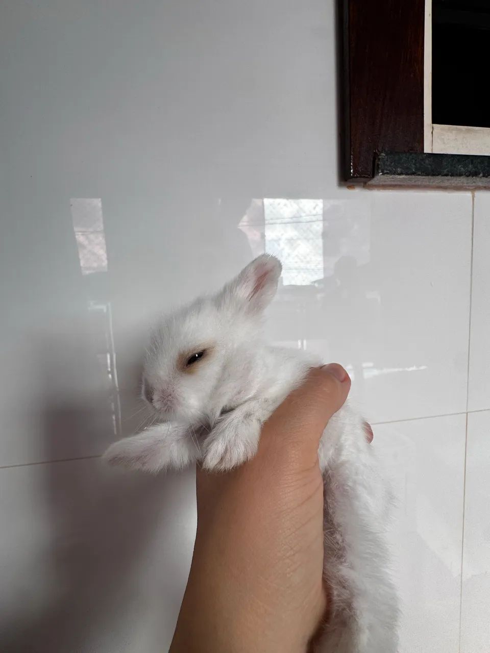 Mini coelho  - Foto 3