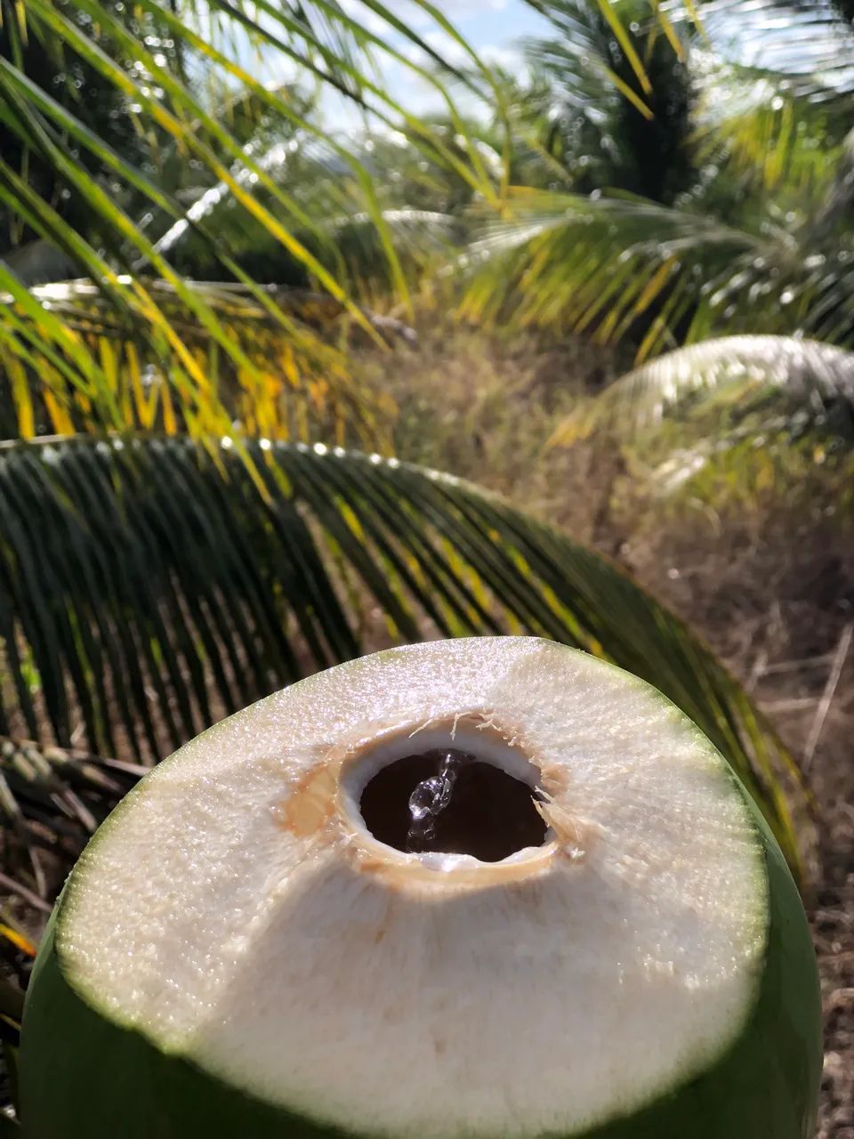 COCO VERDE ANÃO 