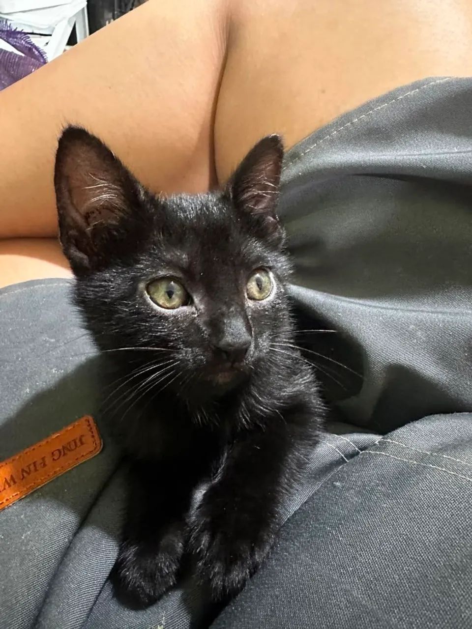 Doação de gatinhas 