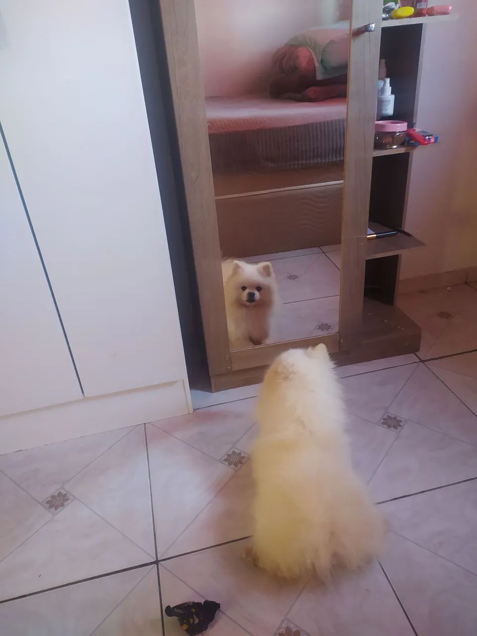 Spitz