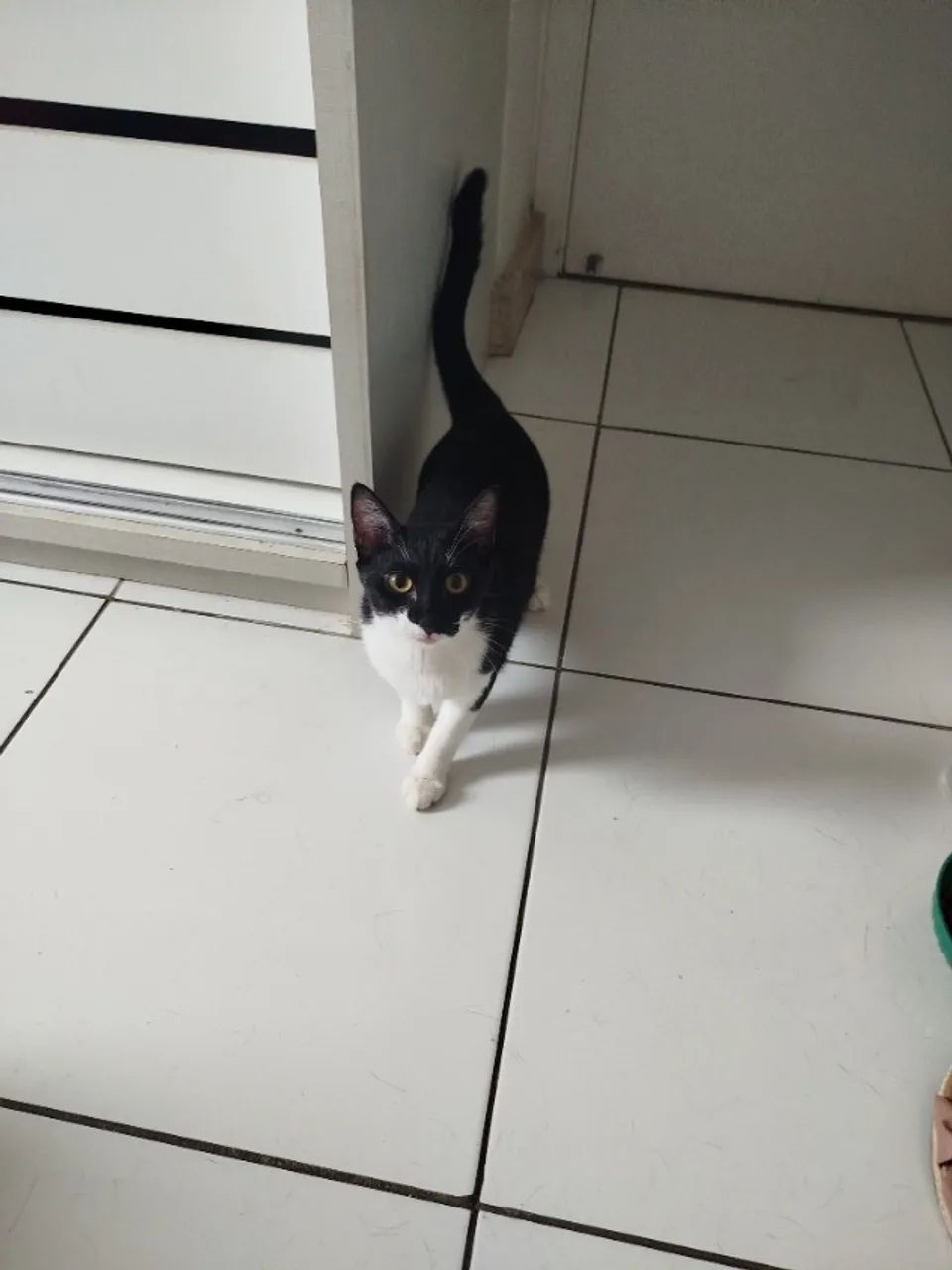 Gata - Adoção  - Foto 4