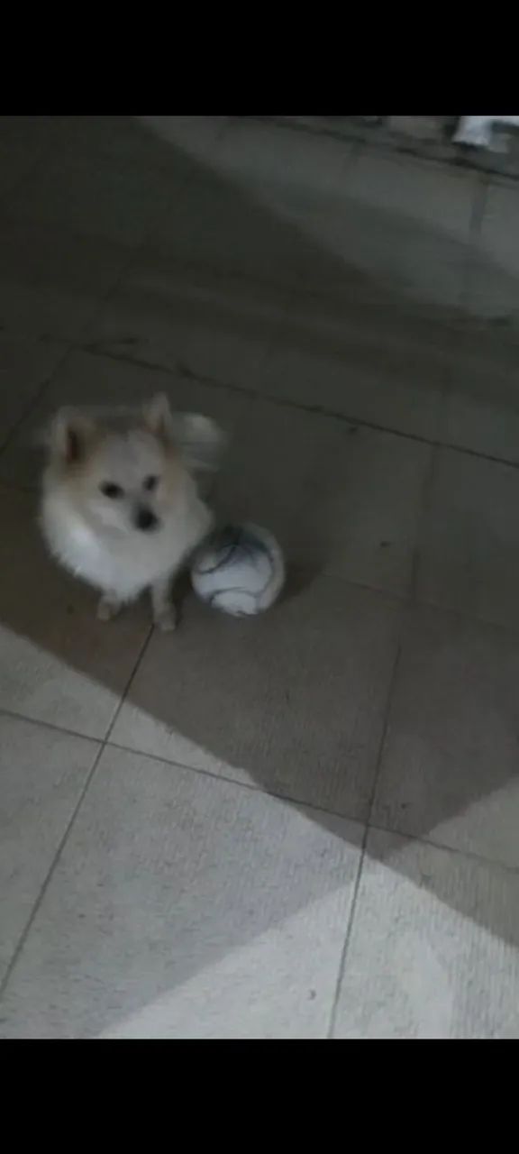Spitz alemão (lulu) - Foto 4