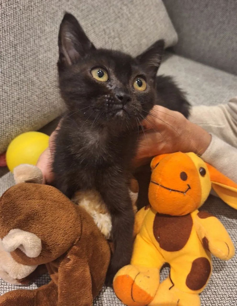 Doa se lindas gatinhas , 2 meses, vacinadas, testadas  fiv/ felv , vermifugadas -Mooca SP - Foto 2