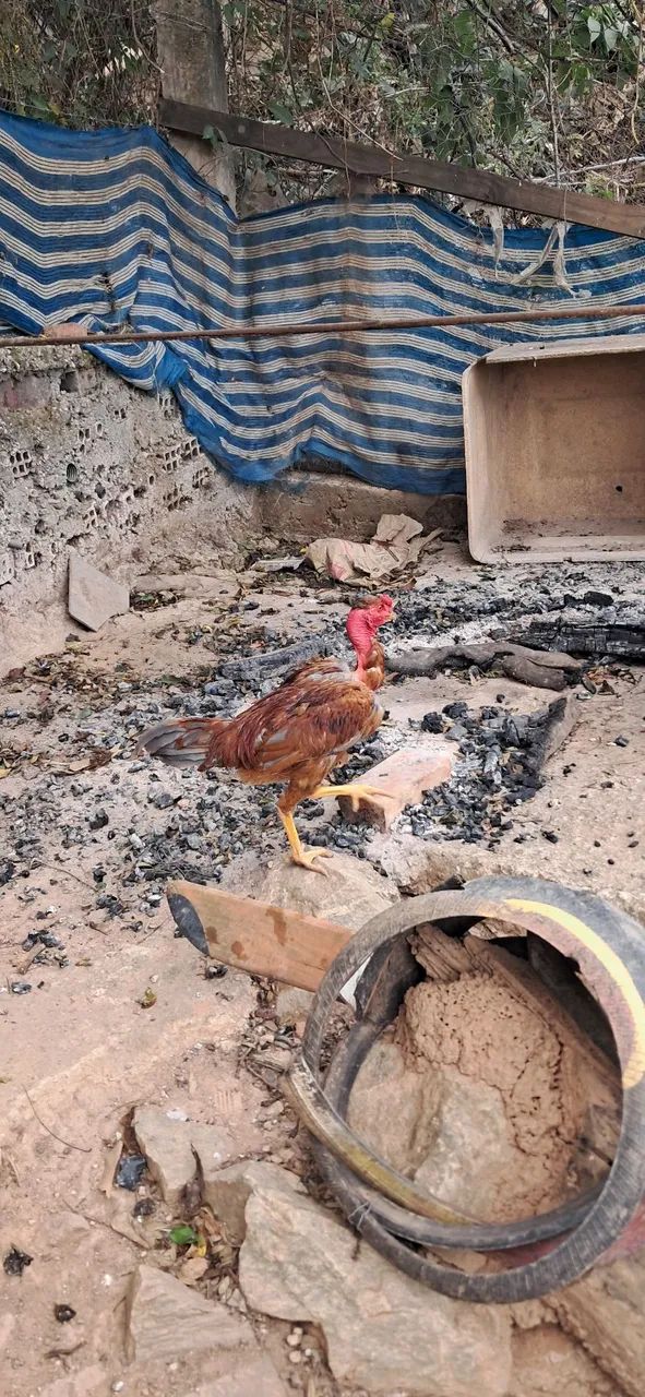 Frango pescoço pelado  - Foto 2
