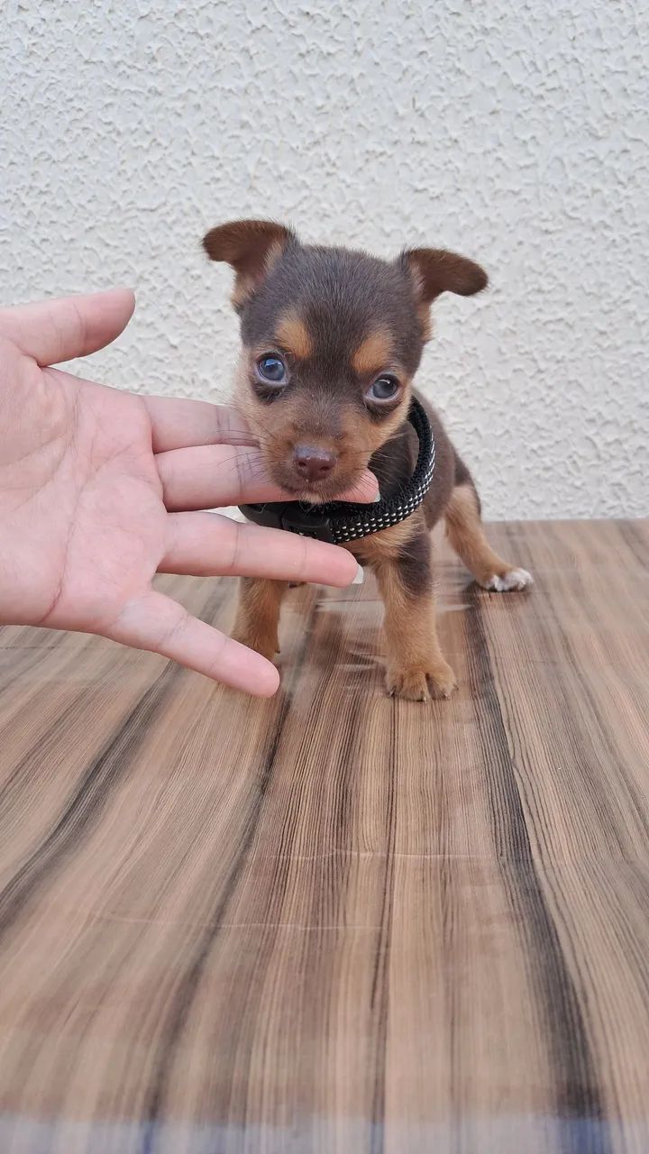 Pinscher n°1