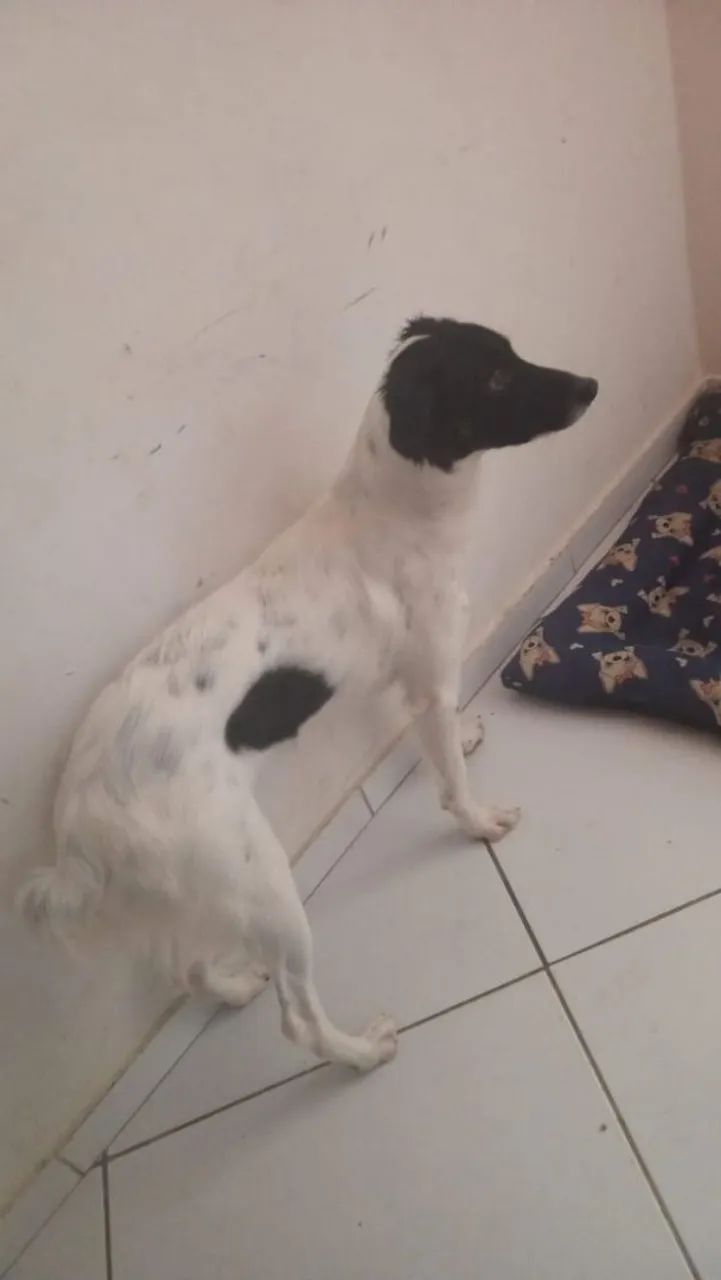 Doação responsável. - Foto 3