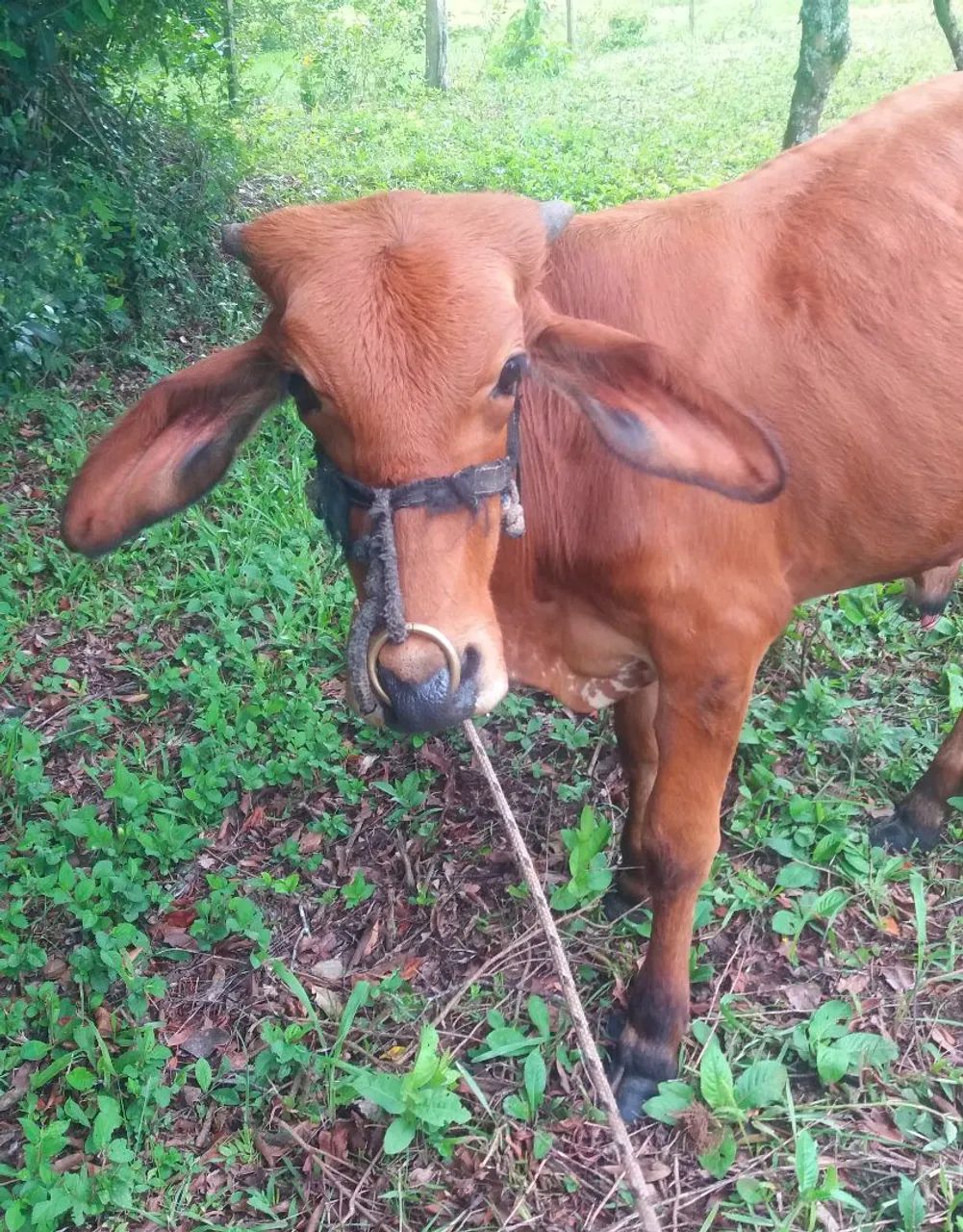 Terneiro Gir mansinho  - Foto 3