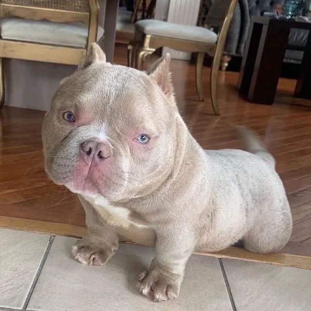 American Bully - Laço Que Fortalece 