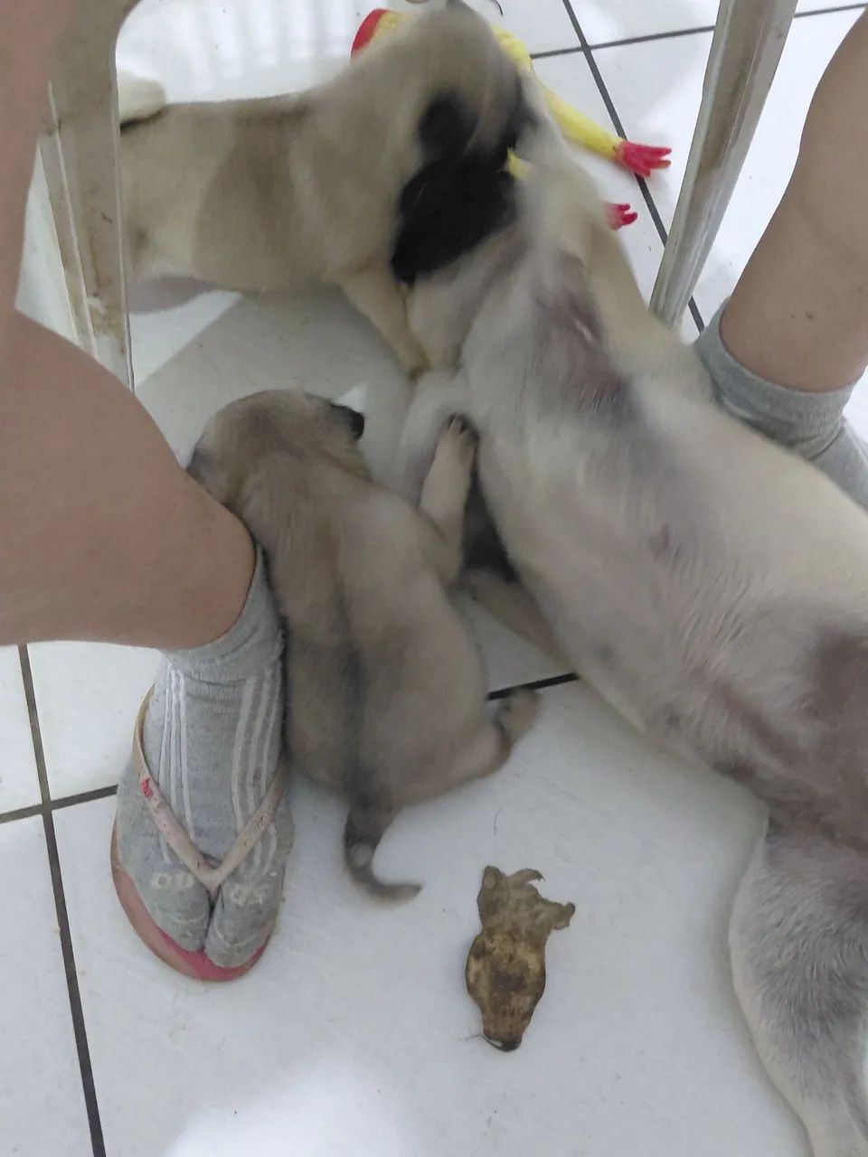 Filhote de pug  - Foto 4