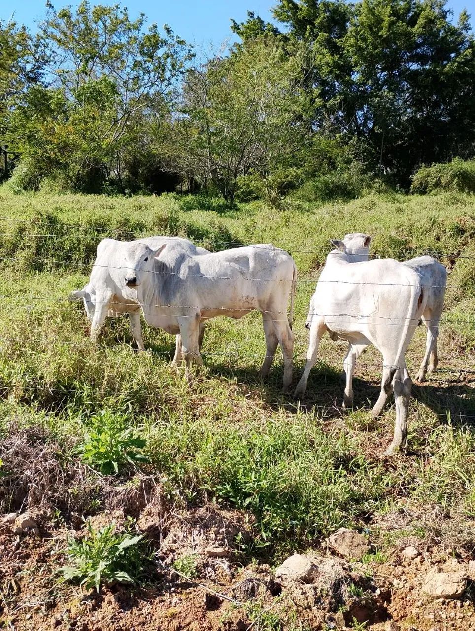 Lindas novilhas  - Foto 2