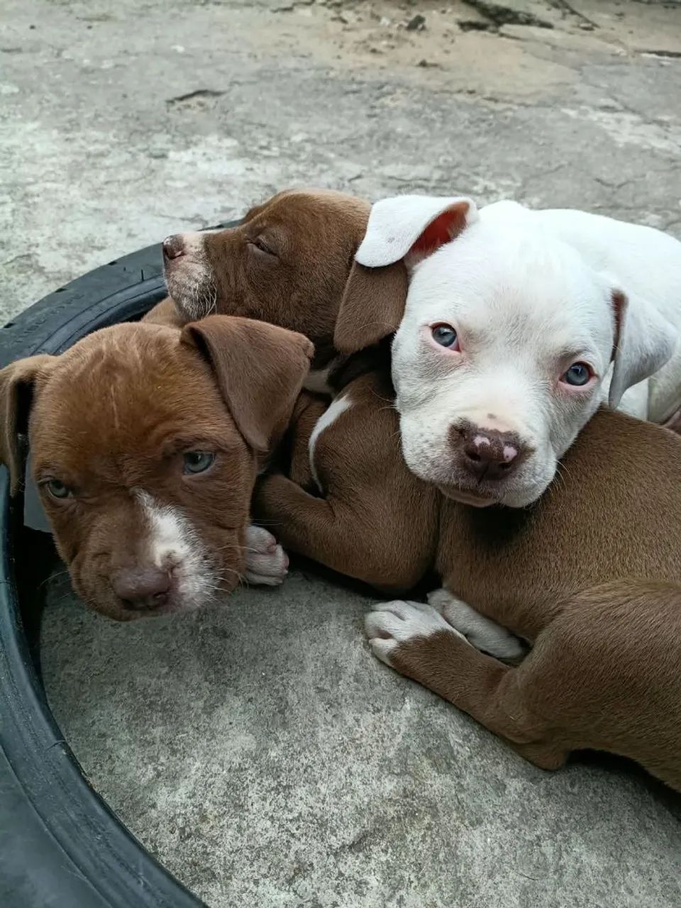 Pitbull american terrier 