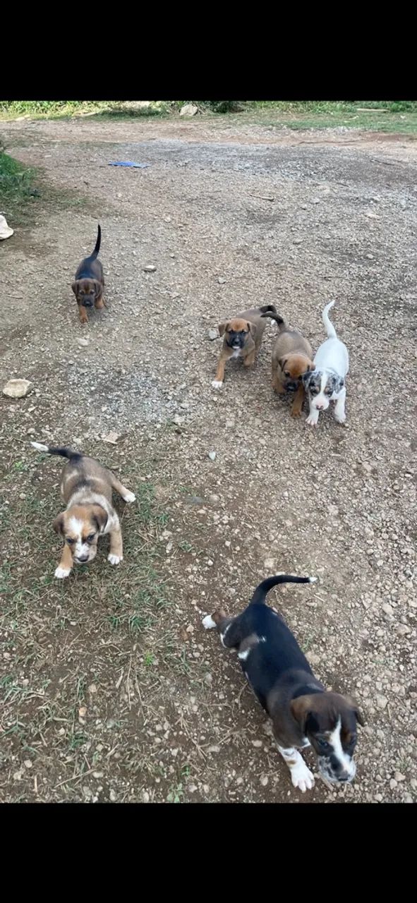 Cachorros 